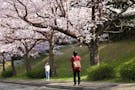 成田メモリアルパーク 春になると満開の桜が園内を彩ります