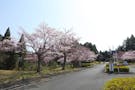 成田メモリアルパーク 春の風景
