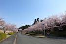 成田メモリアルパーク 春の風景