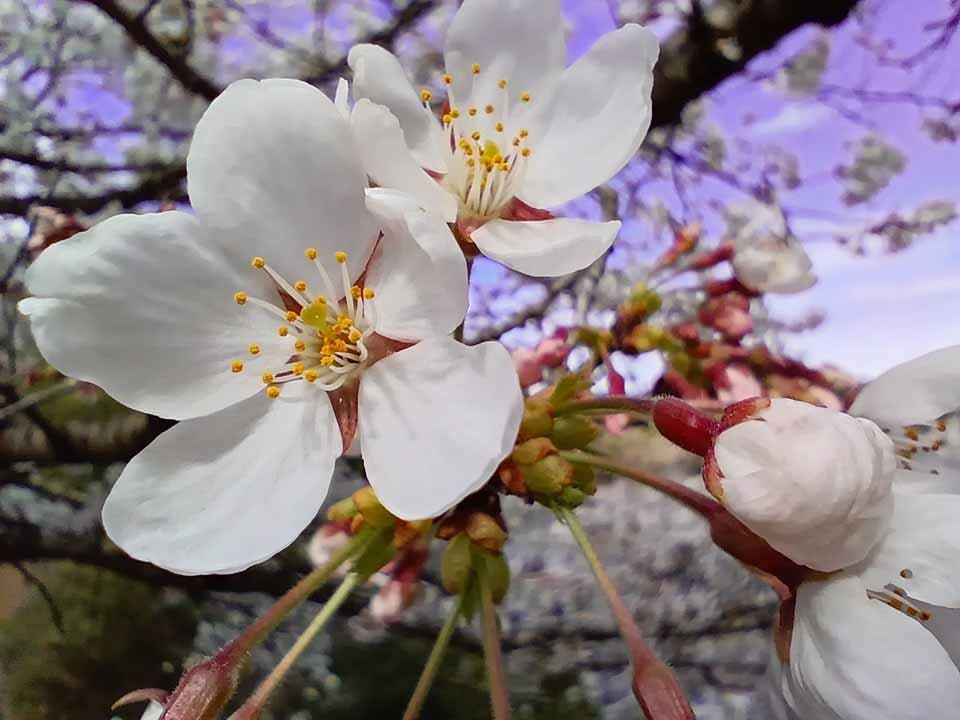 多摩聖地霊園