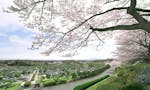 東京霊園 春になると満開の桜がお出迎え