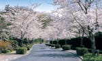 東京多摩霊園 桜アーチ