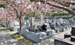 建功寺菊名墓地 ５種の桜が咲き誇ります