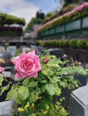 横浜セントヒル霊園 永代供養墓