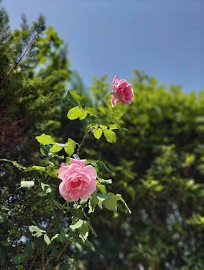 横浜セントヒル霊園 永代供養墓