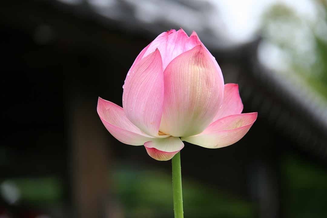 比叡山延暦寺大霊園