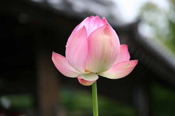 比叡山延暦寺大霊園