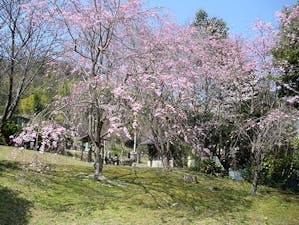 桃山春秋苑の画像