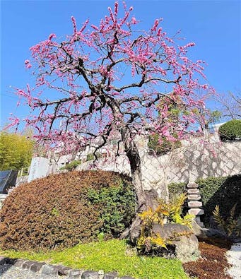 京都桃山霊苑