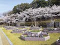 大阪生駒霊園 園内風景（桜の季節）