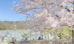 神戸聖地霊園 樹木葬「永代供養さくら」令和３年春