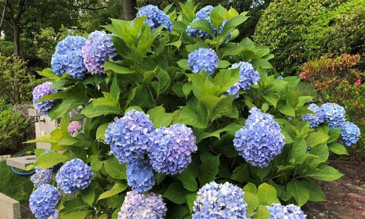 いちかわ大町霊園