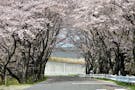 東山霊園 春は桜が咲き誇ります