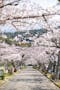 南大阪霊園 満開の桜が出迎えてくれます