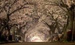 南大阪霊園 ライトアップされた桜