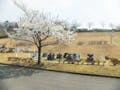 太田市営 八王子山公園墓地