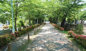 都立 青山霊園の画像
