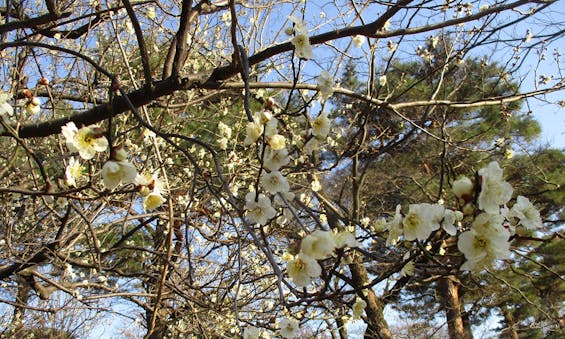 都立 小平霊園