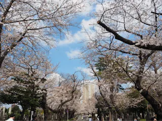 都立 谷中霊園