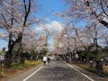 都立 谷中霊園 園内の桜