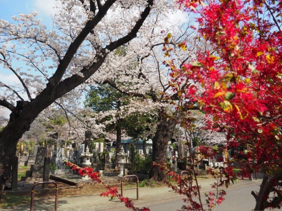 都立 谷中霊園