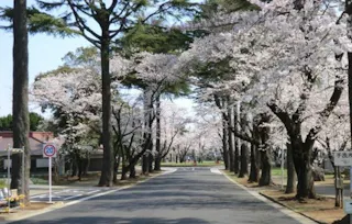 千葉市営 桜木霊園