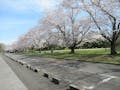 千葉市営 平和公園墓地 平和公園の桜並木
