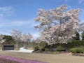 パークフォレスト堺 春の園内風景