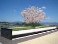 広島平和霊園 桜樹木葬（桜華）