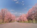 北海道中央霊園 園内の桜並木