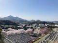新宮霊園 立花山を眺めることができます。
