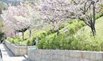 北摂・池田メモリアルパーク 春になると園内の桜が満開となります