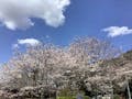 やすらぎパーク八千代 園内風景（桜）