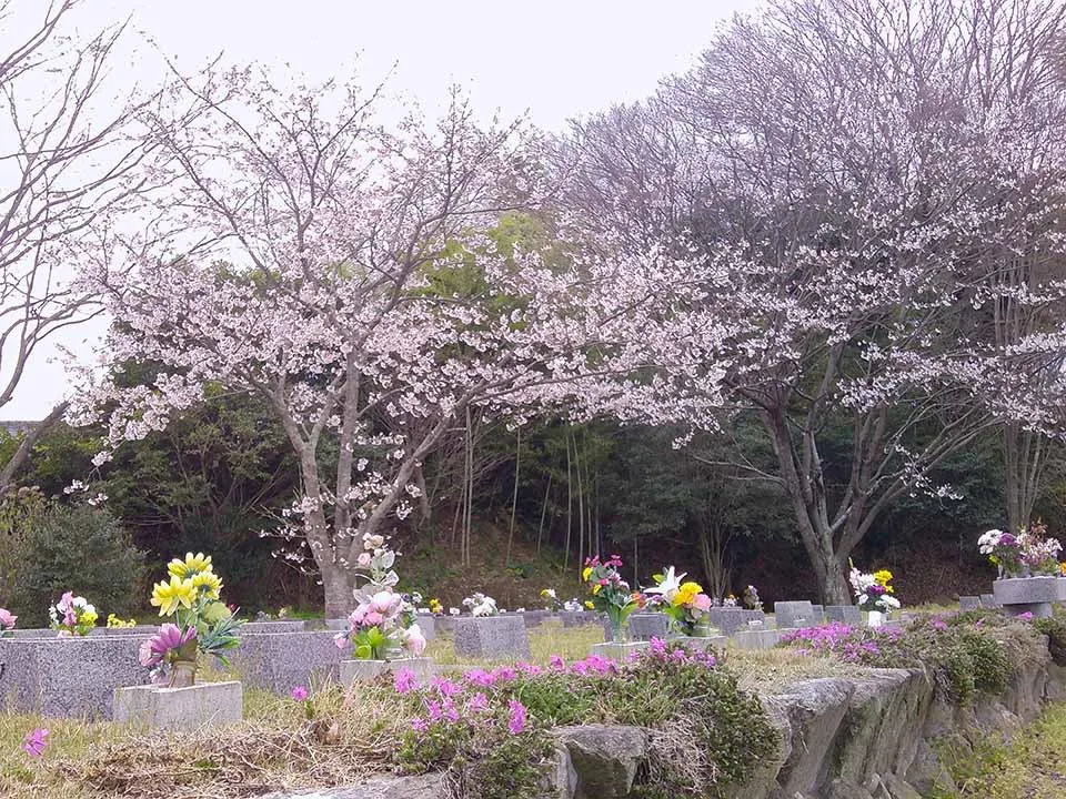 みどりが丘霊園 園内に咲く桜です。