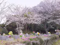 みどりが丘霊園 園内に咲く桜です。