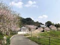 高城寺墓苑 墓苑内は春には桜が満開です