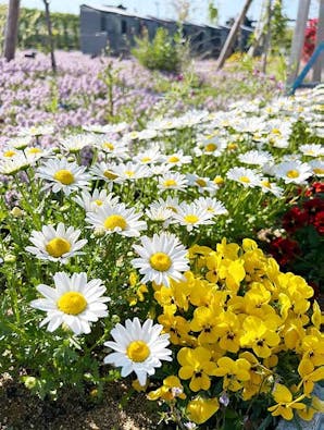 圓光寺浄土苑(円光寺浄土苑)