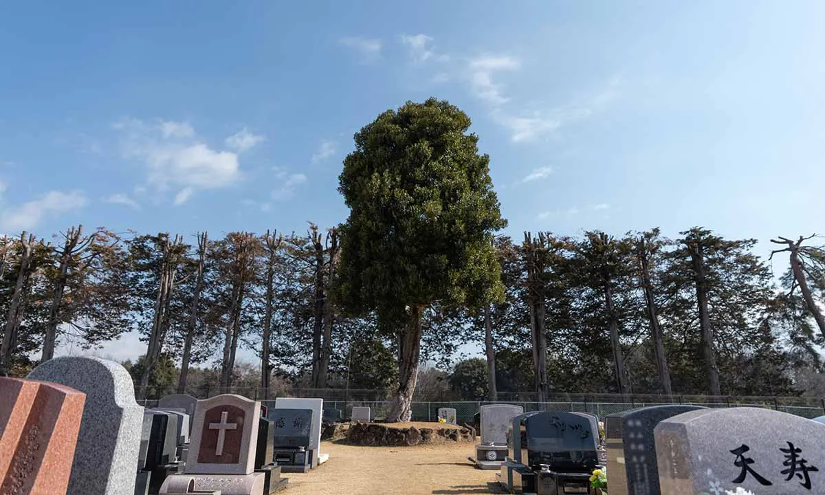 小さな森の樹木葬　つくば