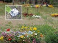 真光寺 里山の樹木葬 お墓参りの供花は花苗を直接墓地に植えつけます。