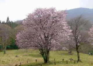 樹木葬の天徳寺