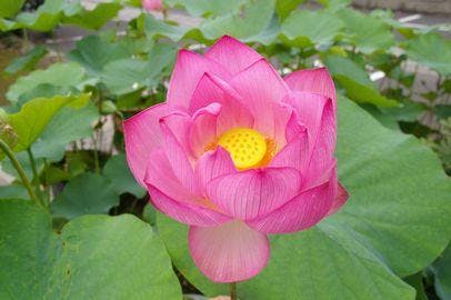 龍寶山(龍宝山) 知行院