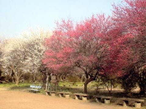 うめでら 東持寺霊園の画像