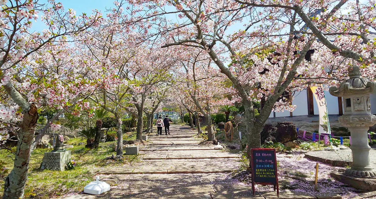 道後聖墓苑(松山市)の霊園・墓地