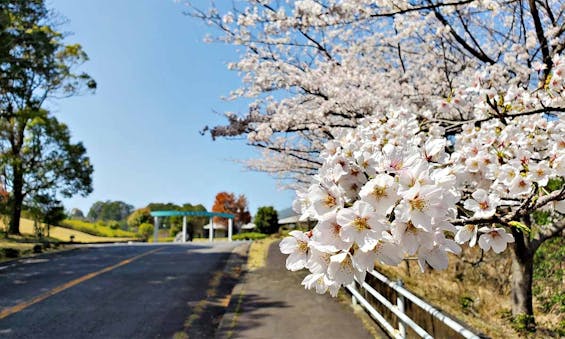 青山メモリアルパーク