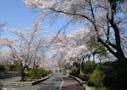 武蔵野霊園 一般墓・永代供養墓 園内風景