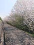 大同寺霊園 桜の咲く風景