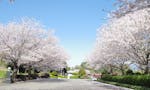 益城空港霊園 駐車場内に咲く桜