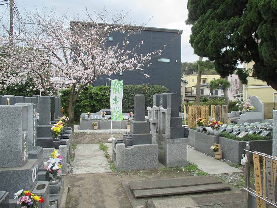 長安寺 春の墓地風景