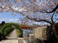 東戸塚メモリアルパーク 春には桜が咲き誇り、園内をつつみこみます