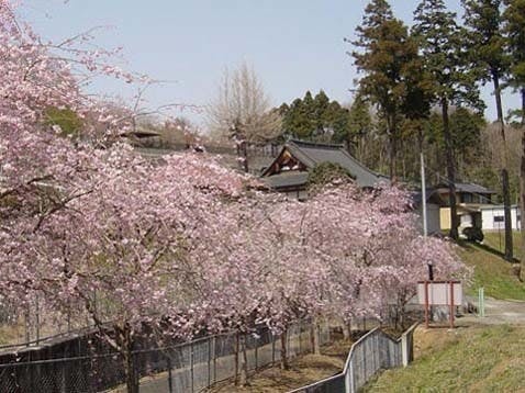 長楽寺の画像